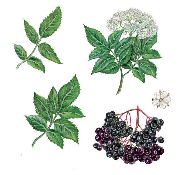 Бузина черная (Sambucus nigra)