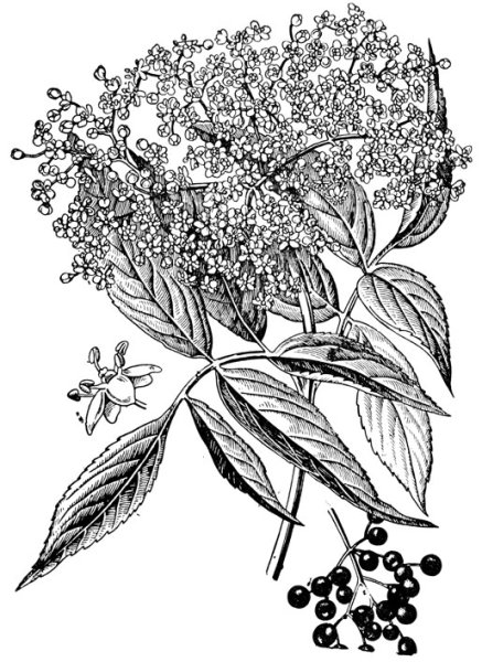 Бузина красная ветка бузины