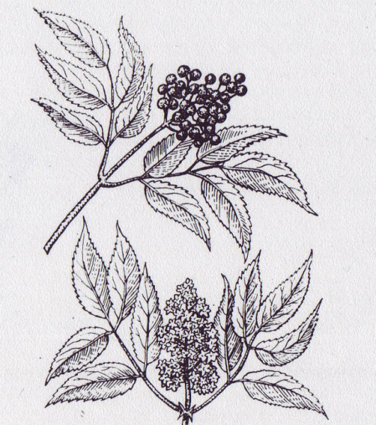 Бузина ягоды рисунок