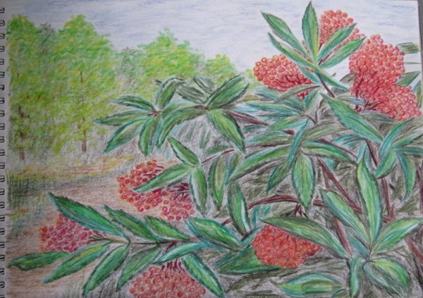 Кордиал Бузина