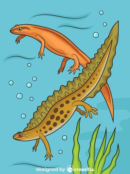 Обыкновенный Тритон