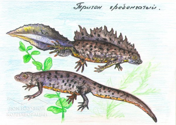 Тритон мультяшный