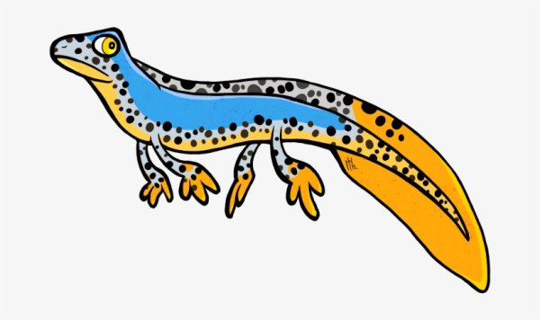 Малоазиатский Тритон раскраска