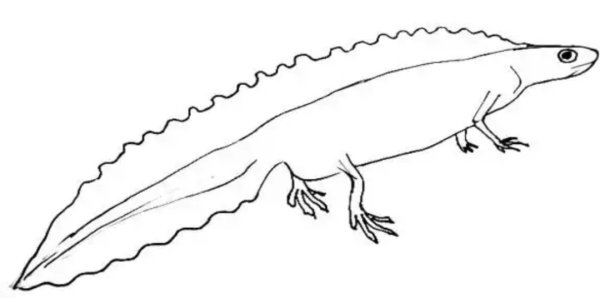 Саламандра раскраска для детей