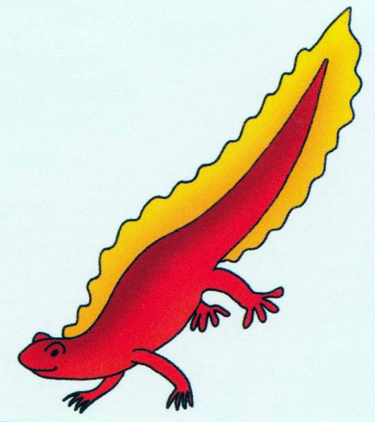 Тритон обыкновенный раскраска