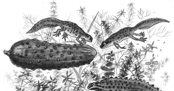 Тритон рисунок детский