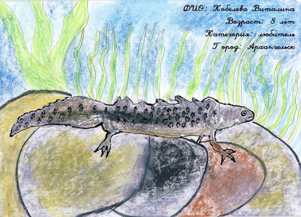 Гребенчатый Тритон картина