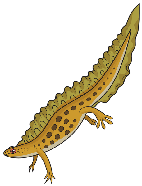 Саламандра раскраска