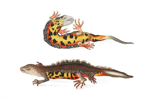 Сибирский углозуб нарисовать