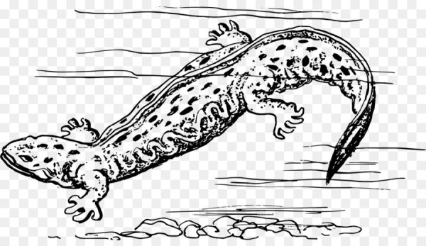 Тритон обыкновенный рисунок