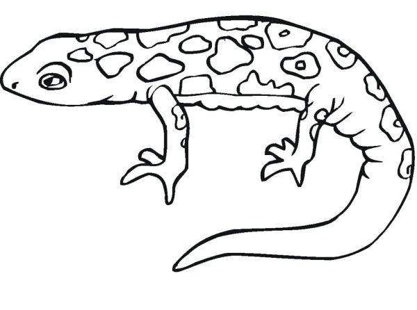 Ящерица раскраска