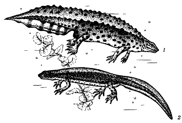 Тритон животное