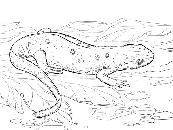 Эублефар раскраска для детей