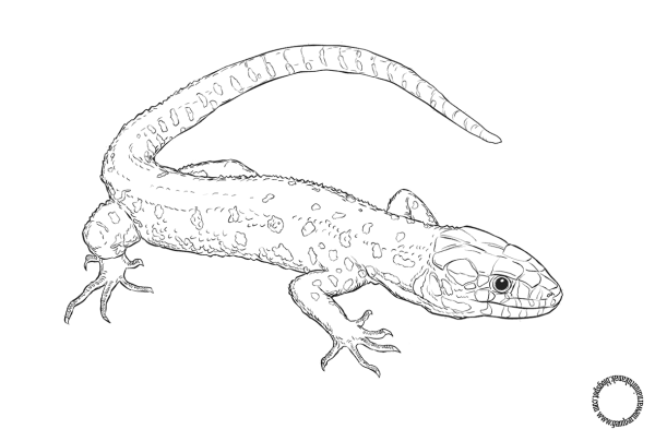 Ящерица раскраска для детей