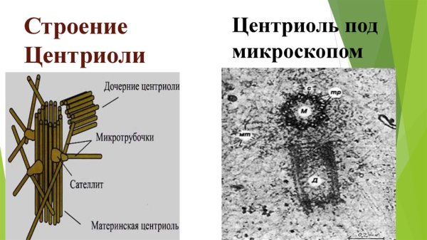 Центриоль и центросома