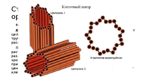 Центриоли клеточного центра