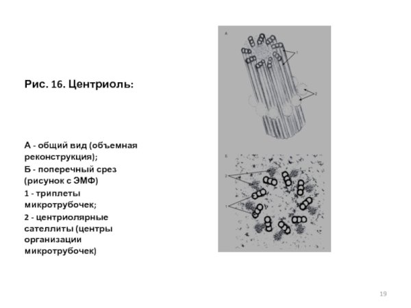 Ультраструктура центриолей