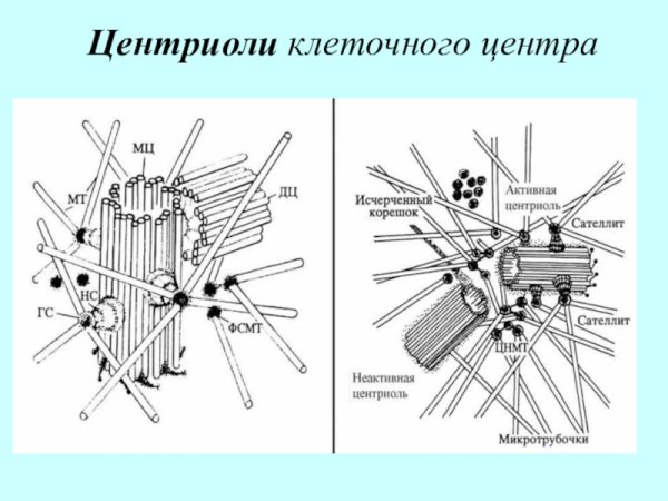 Центриоли клеточного центра функции