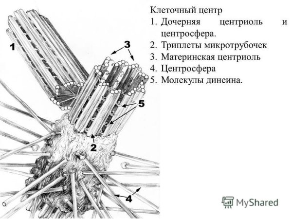 Центриоли клеточного центра