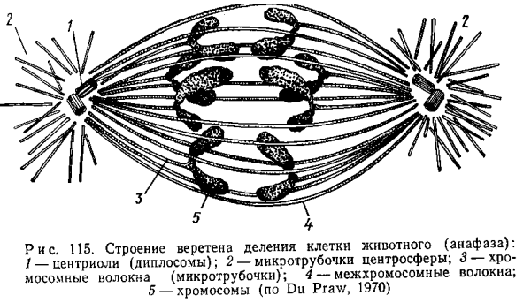 Центриоли и центросфера