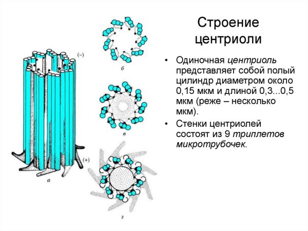Клеточные органоиды клеточный центр