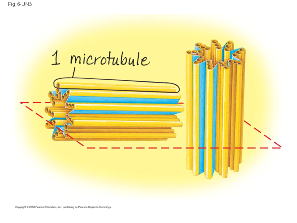 Строение центриоли клетки
