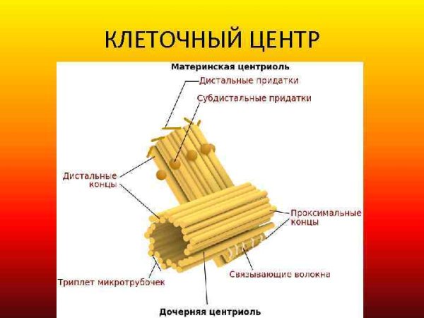 Клеточный центр строение и функции