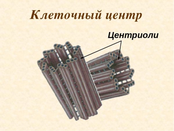 Клеточный центр в растительной клетке