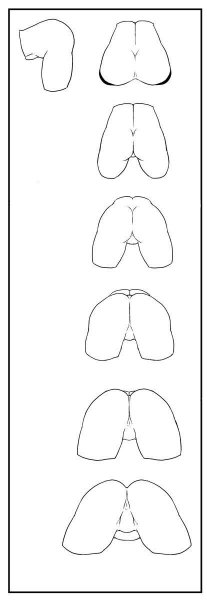 Как нарисовать женскую киску