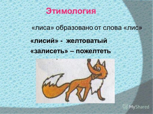 Этимологические слова лиса