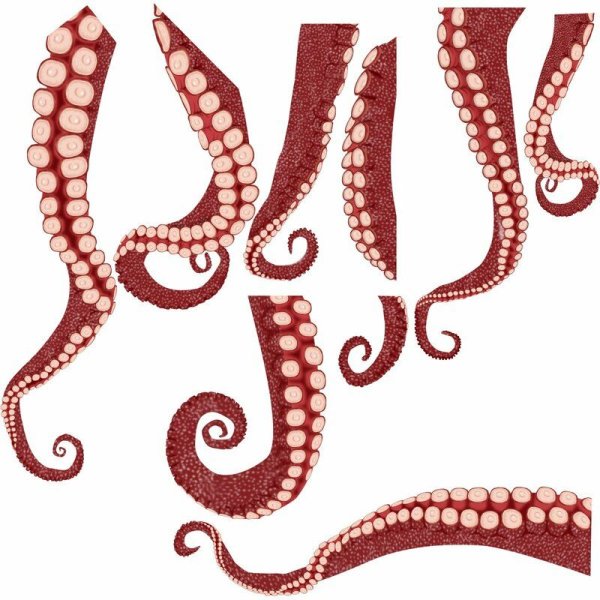 Кракен головоногий