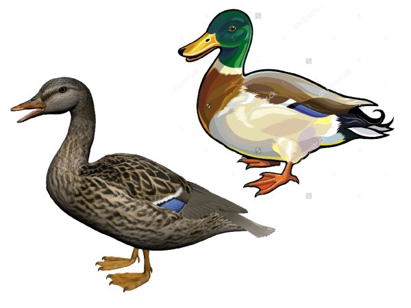 Утка иллюстрация
