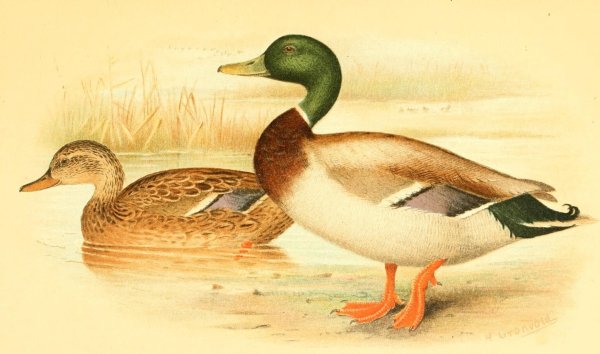 Рисунки уток