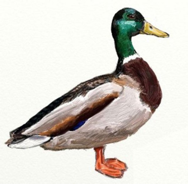 Утка цветными карандашами