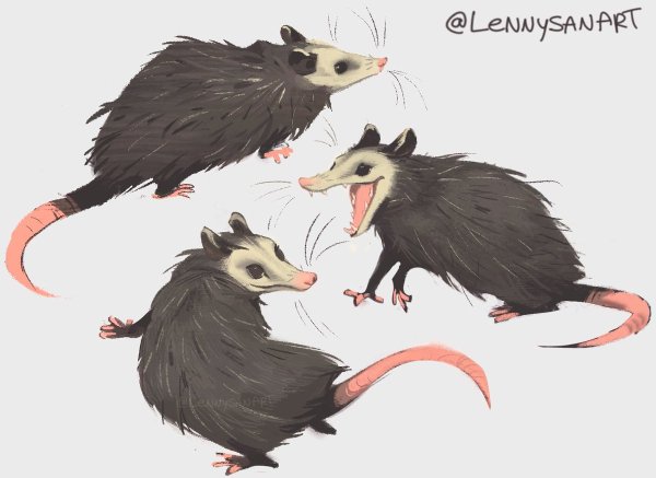 Опоссум анатомия