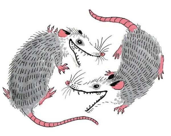 Опоссум арты