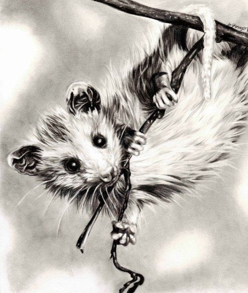 Опоссум тату