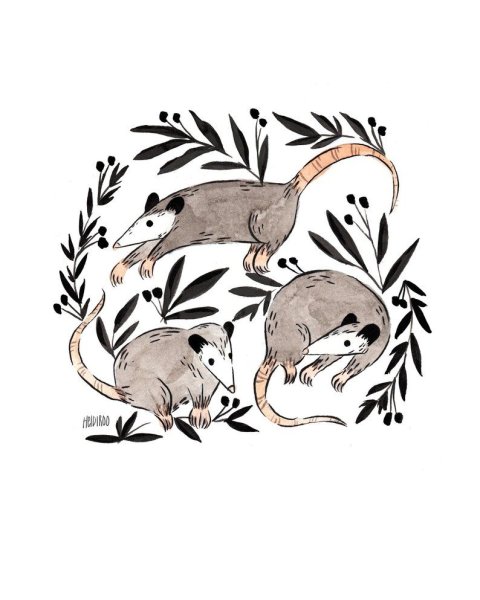 Опоссум арт