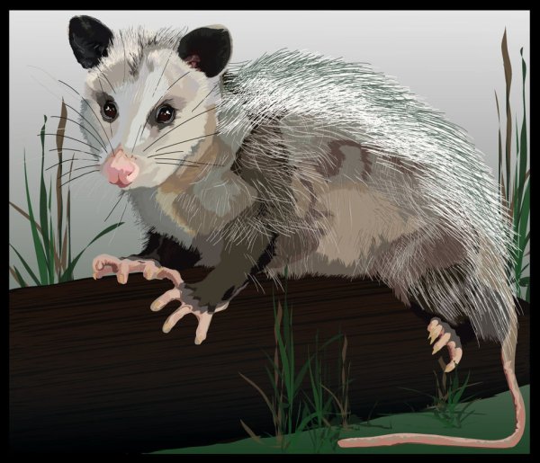 Опоссум хссссс