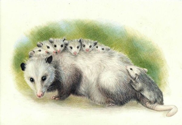 Рисуем опоссума