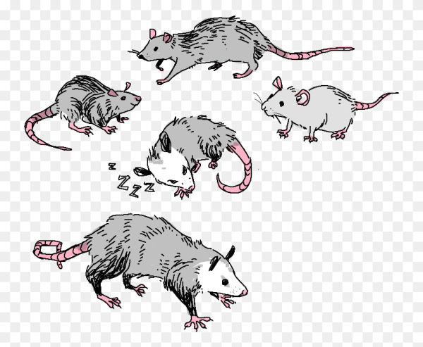 Опоссум эскиз