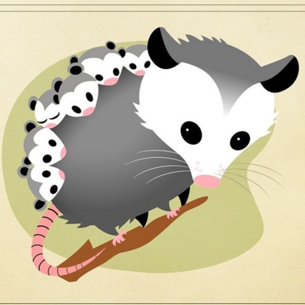 Поссум рисунок