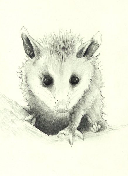 Опоссум Art