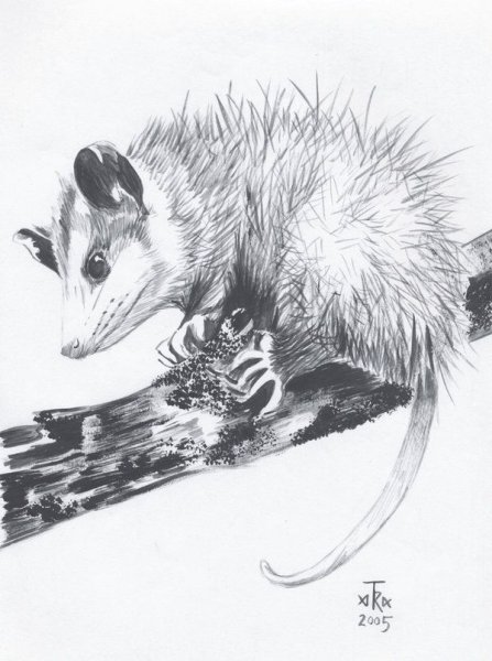 Опоссум скетч