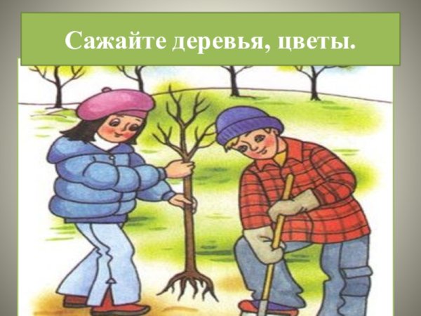 Посади дерево картинка