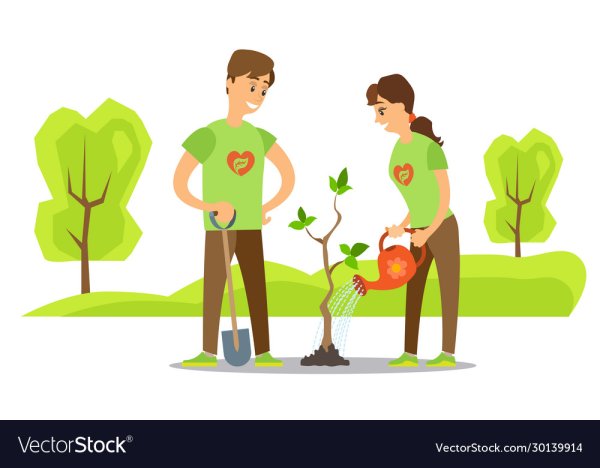 Волонтеры сажают деревья