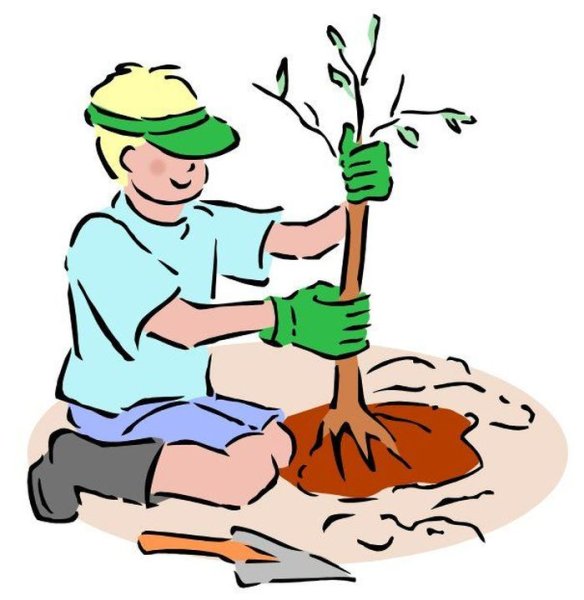 Посадка деревьев