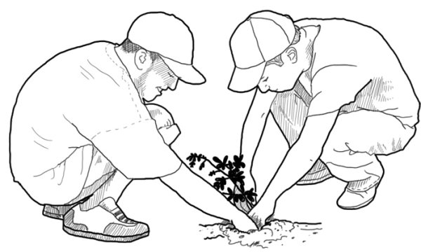 Сажать деревья рисунок