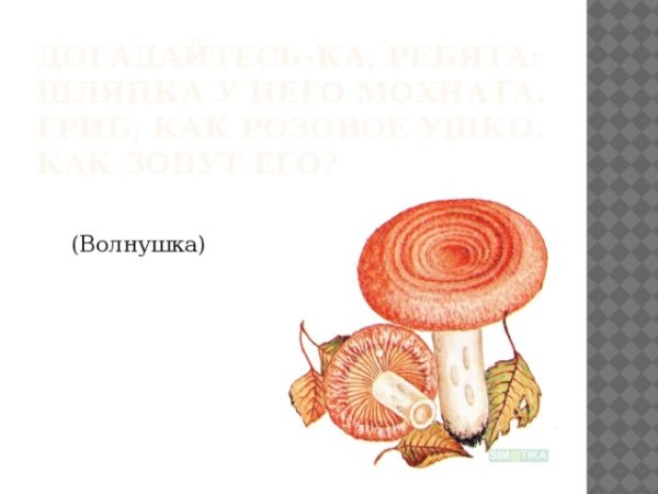 Гриб волнушка на белом фоне