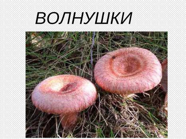 Шапка гриб волнушка